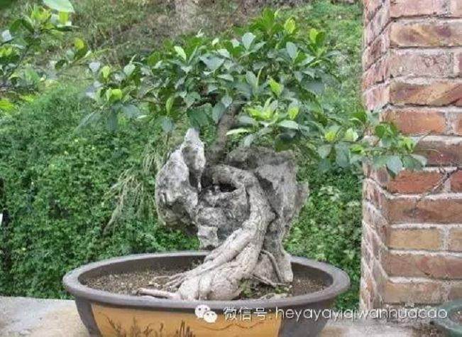 夏季附石榕树盆景如何修剪去叶?