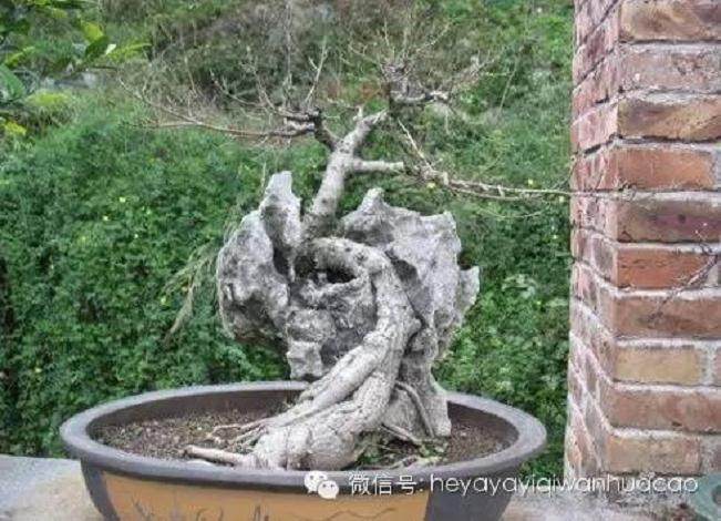 夏季附石榕树盆景如何修剪去叶?