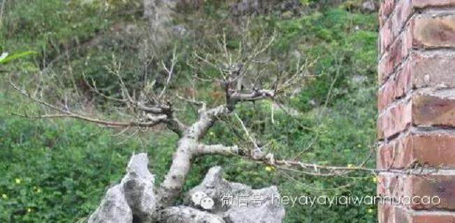 夏季附石榕树盆景如何修剪去叶?