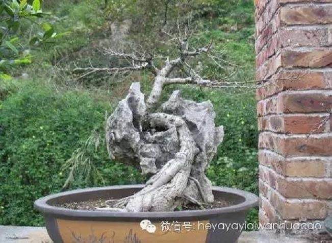 夏季附石榕树盆景如何修剪去叶