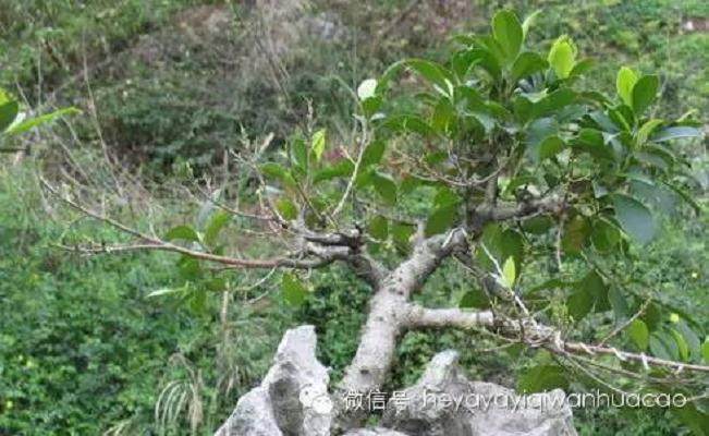 夏季附石榕树盆景如何修剪去叶?