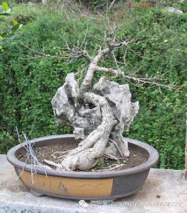 夏季附石榕树盆景如何修剪去叶