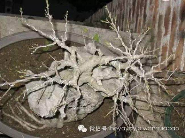 夏季附石榕树盆景如何修剪去叶?