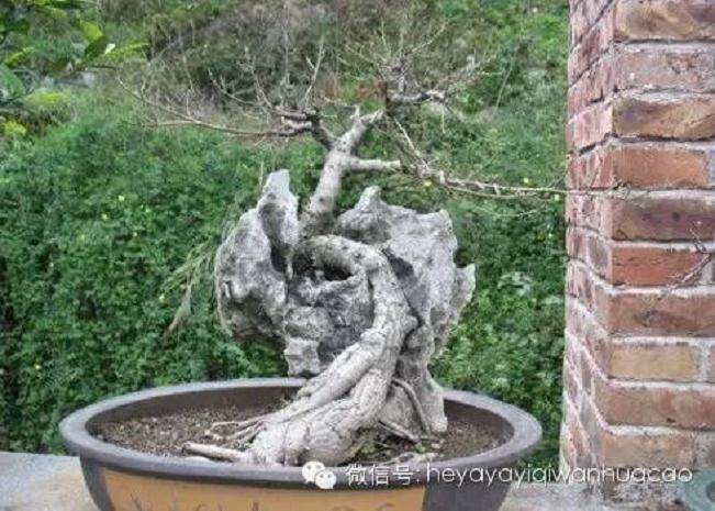 夏季附石榕树盆景如何修剪去叶?