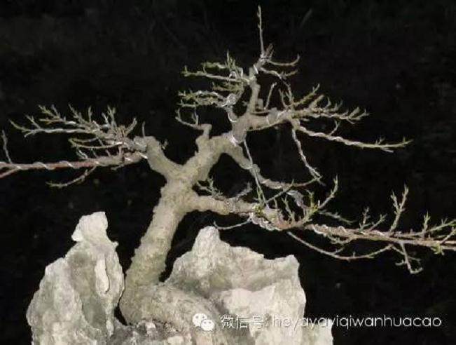 夏季附石榕树盆景如何修剪去叶?