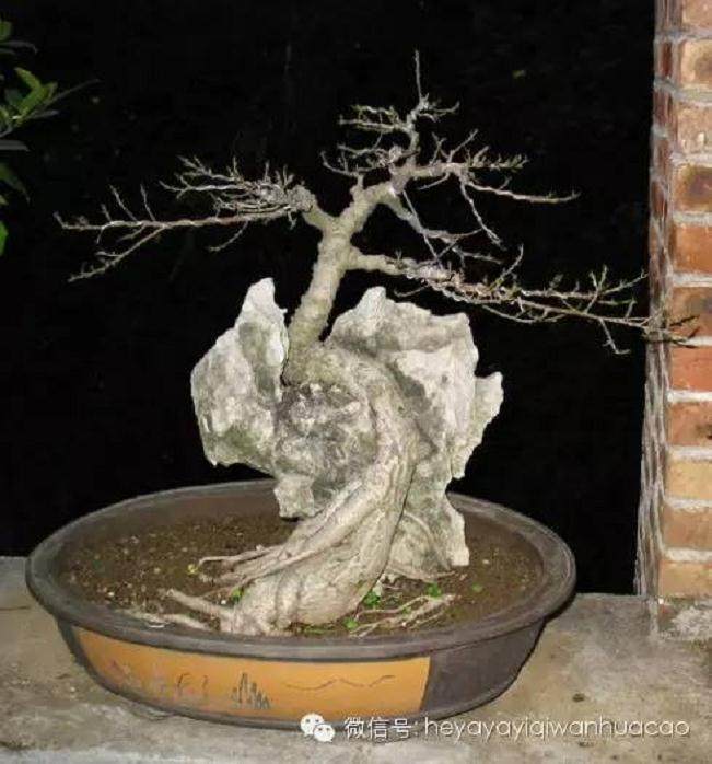 夏季附石榕树盆景如何修剪去叶?