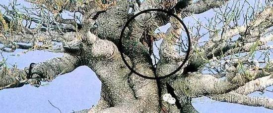 为什么越是成熟的榕树盆景越容易变型