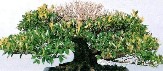 为什么越是成熟的榕树盆景越容易变型