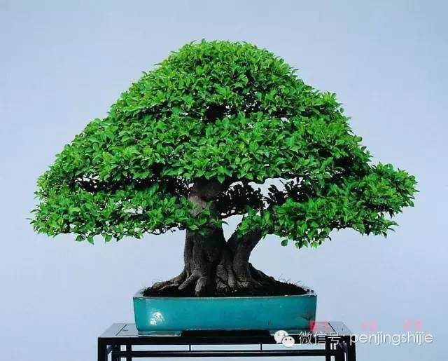 为什么越是成熟的榕树盆景越容易变型