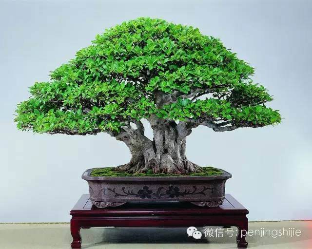 为什么越是成熟的榕树盆景越容易变型