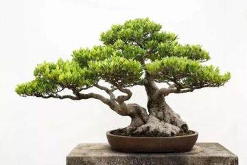 榕树盆景部分枯萎是虫病 还是其他原因？