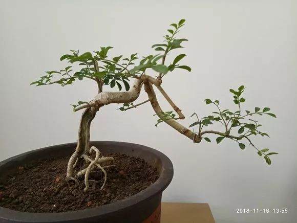 这些小品临水式盆景制作的可以吗