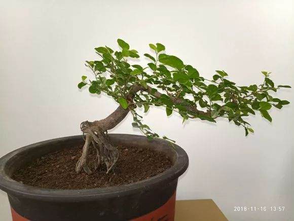 这些小品临水式盆景制作的可以吗