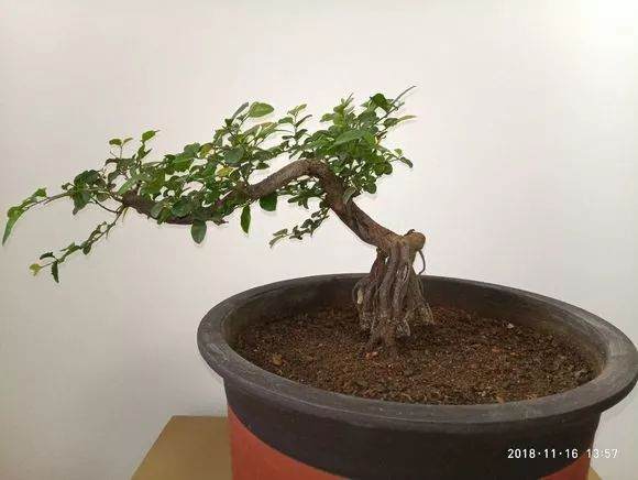 这些小品临水式盆景制作的可以吗