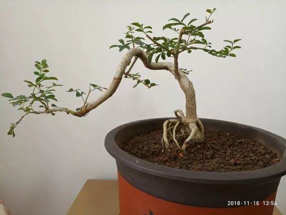 这些小品临水式盆景制作的可以吗