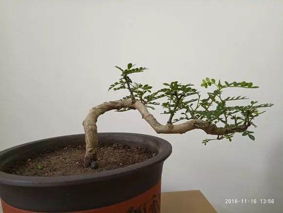 这些小品临水式盆景制作的可以吗