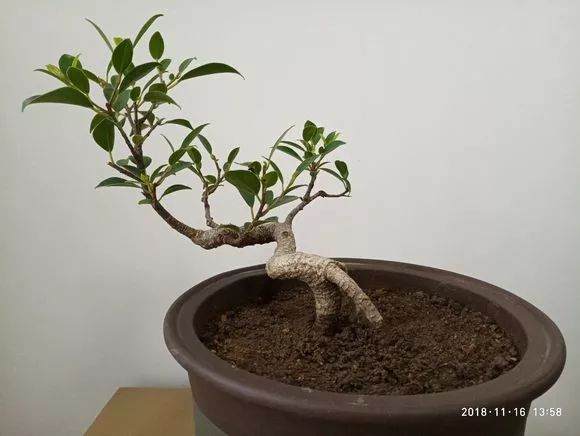 这些小品临水式盆景制作的可以吗