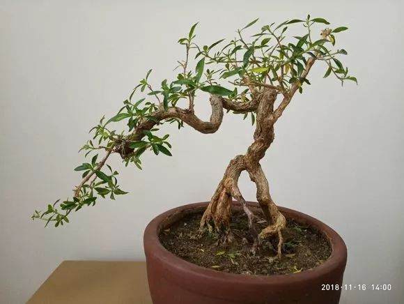 这些小品临水式盆景制作的可以吗