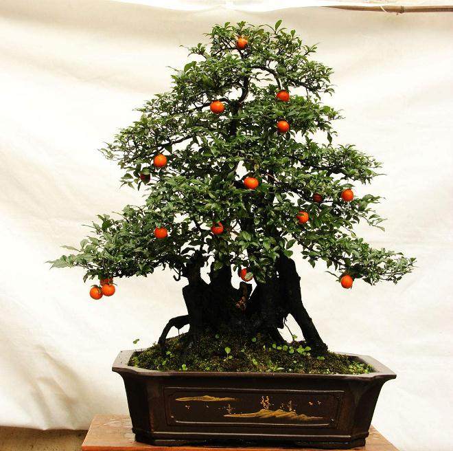 金弹子盆景造型怎么做 有哪些方法?