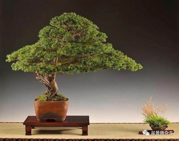 谈谈欧洲盆景的艺术发展