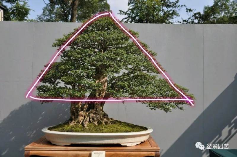 盆景枝条布局学会这6点 盆景造型很简单