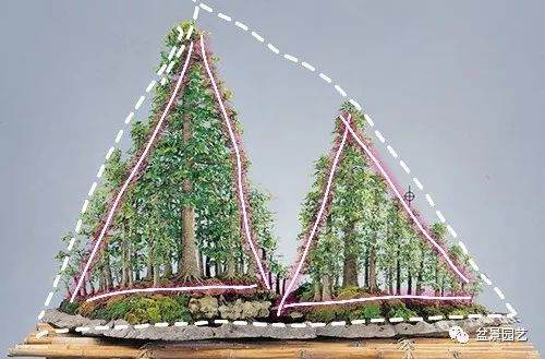 盆景枝条布局学会这6点 盆景造型很简单