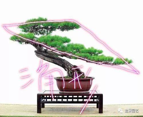 盆景枝条布局学会这6点 盆景造型很简单