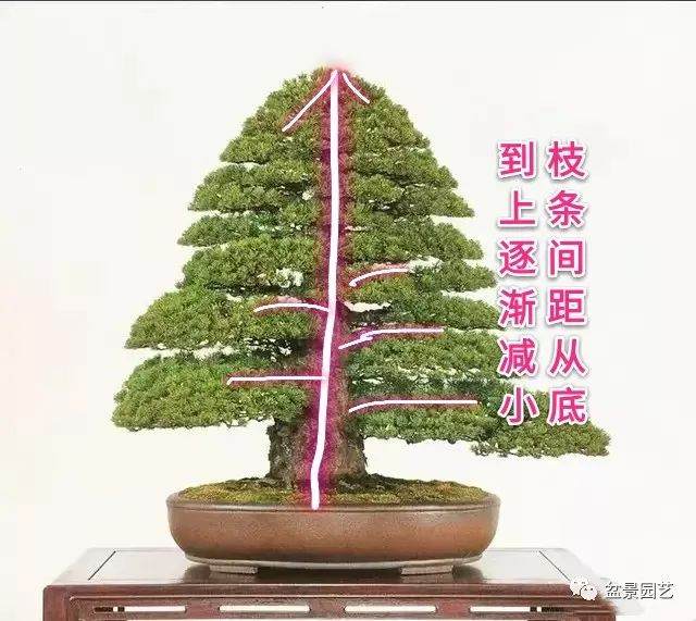 盆景枝条布局学会这6点 盆景造型很简单