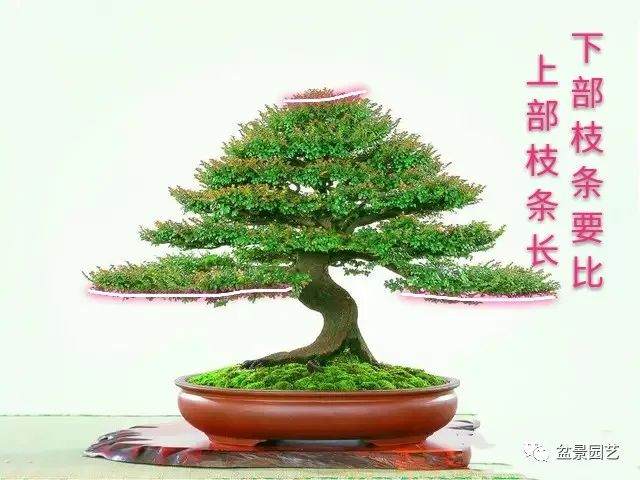 盆景枝条布局学会这6点 盆景造型很简单