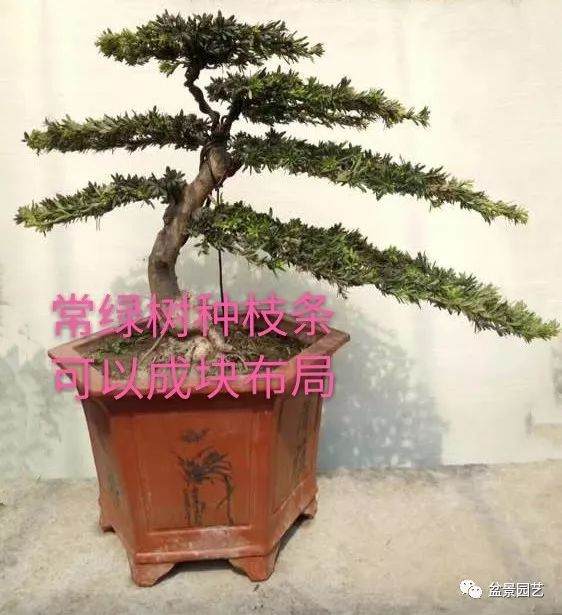 盆景枝条布局学会这6点 盆景造型很简单