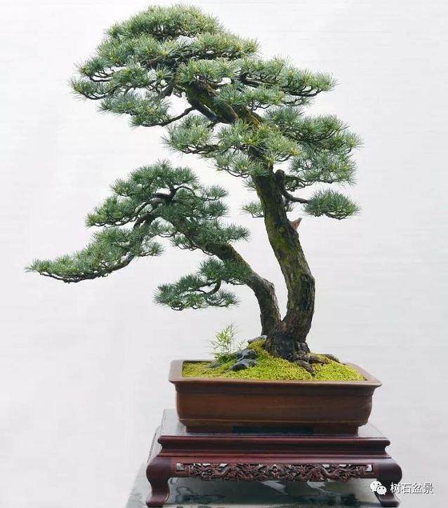 五针松盆景的制作与养护