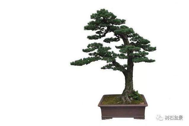 五针松盆景的制作与养护