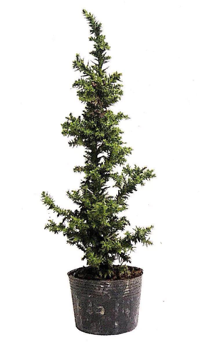 图解 制作直干型盆景的6个步骤