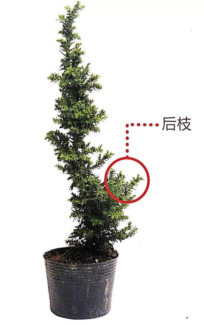 图解 制作直干型盆景的6个步骤