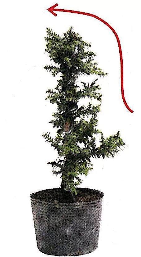 图解 制作直干型盆景的6个步骤