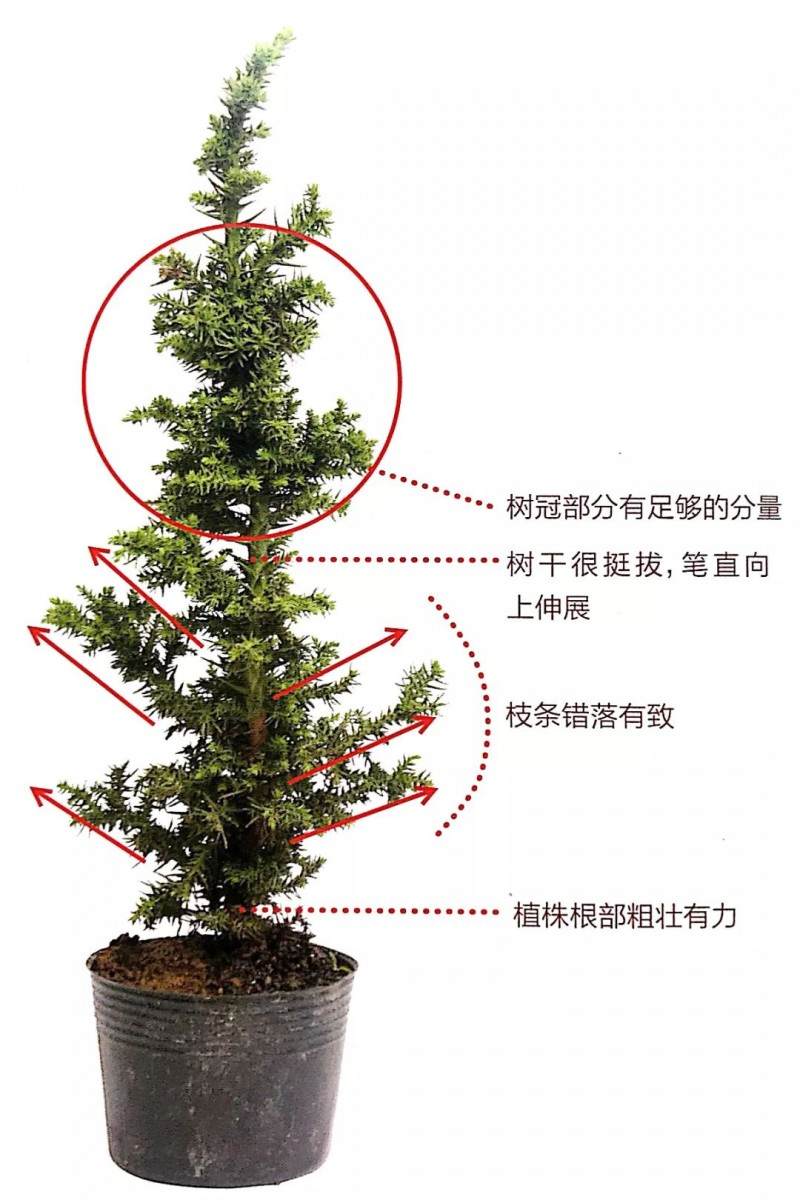图解 制作直干型盆景的6个步骤