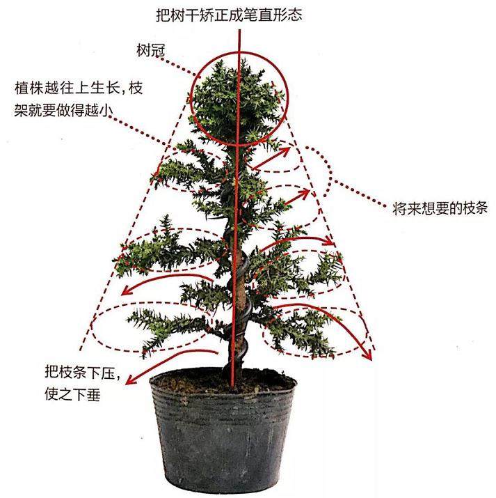 图解 制作直干型盆景的6个步骤