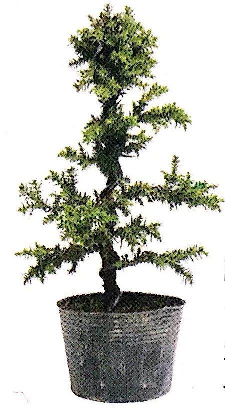 图解 制作直干型盆景的6个步骤