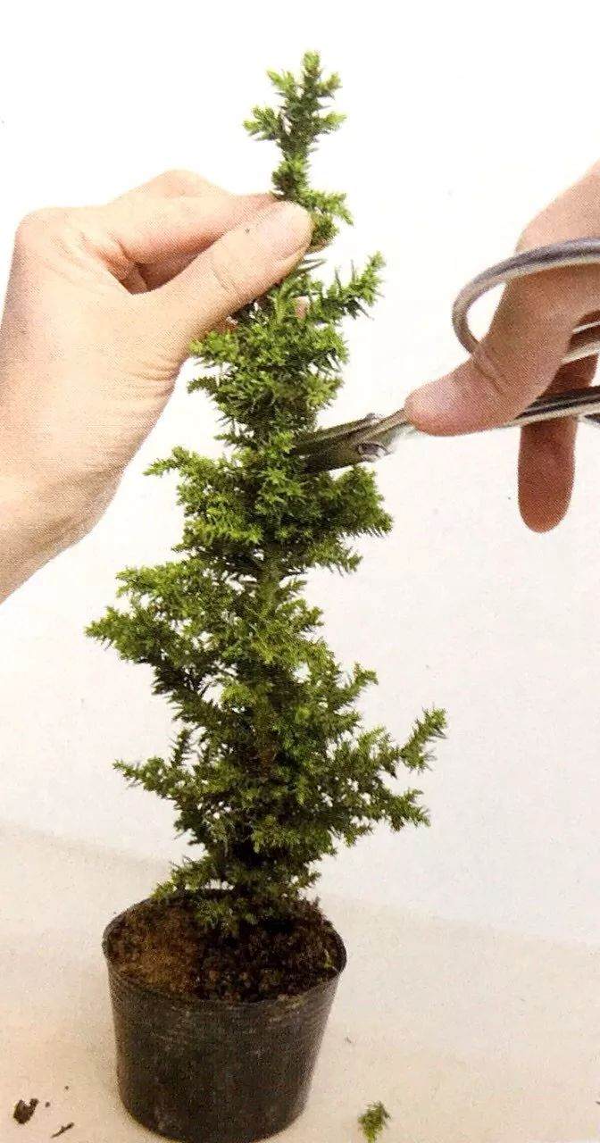 图解 制作直干型盆景的6个步骤