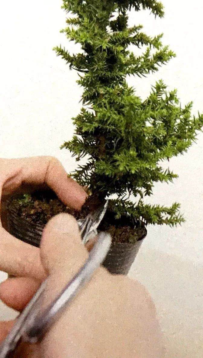 图解 制作直干型盆景的6个步骤