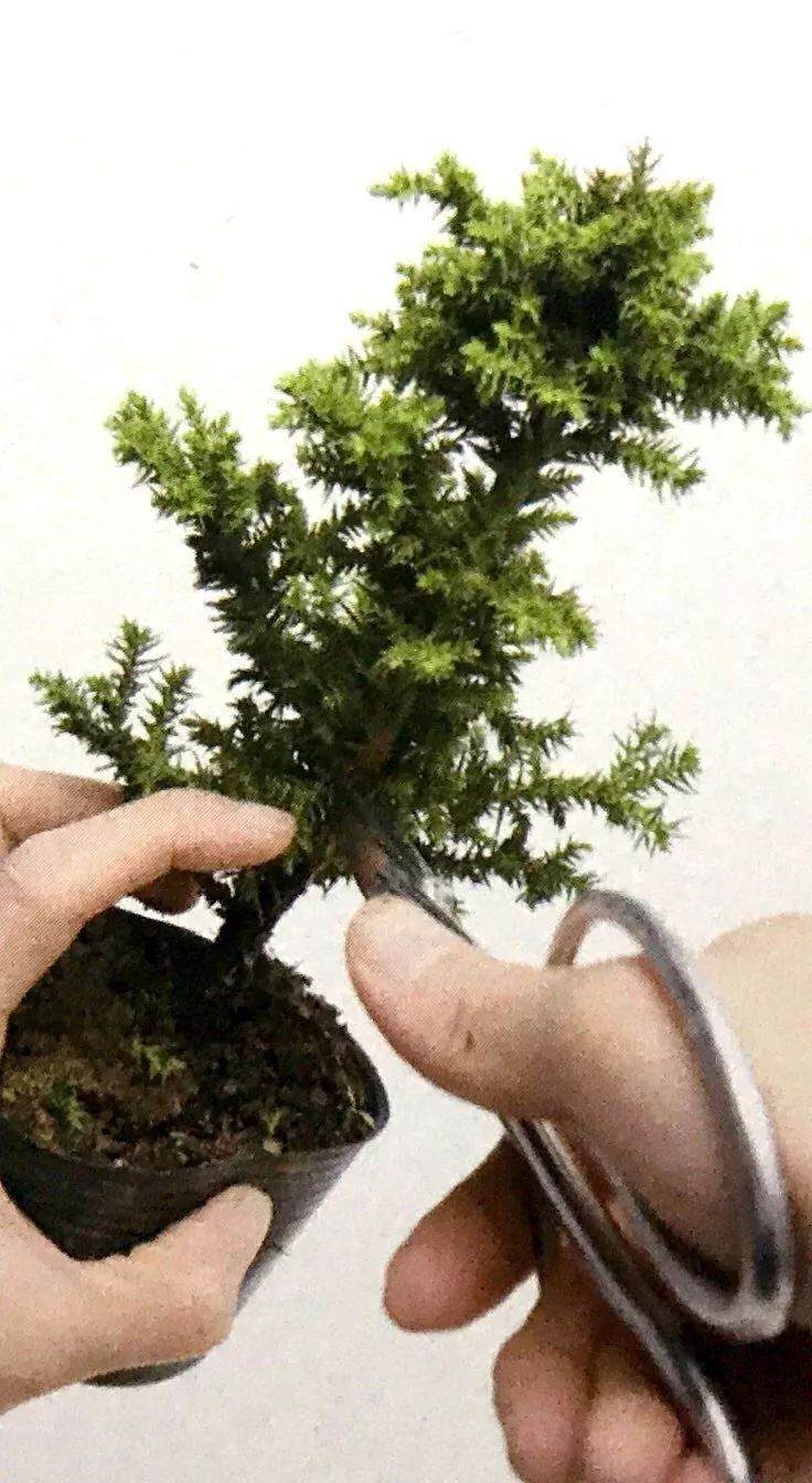 图解 制作直干型盆景的6个步骤