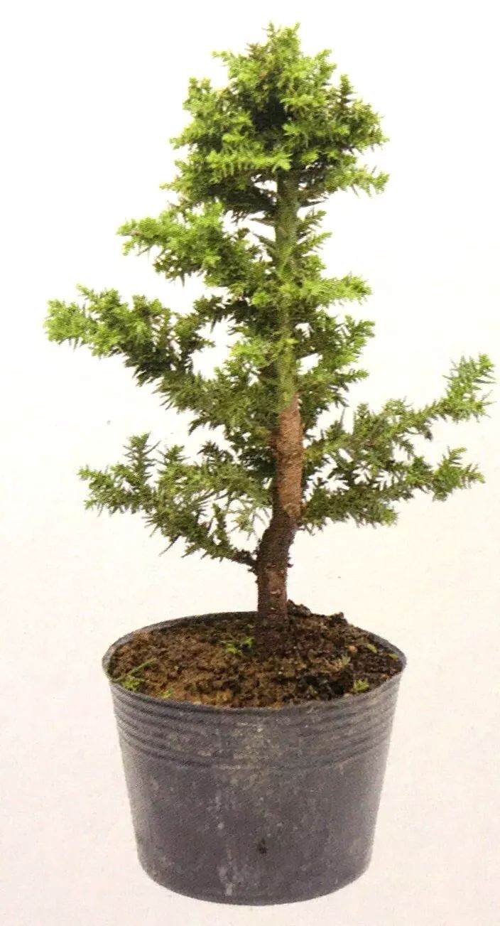 图解 制作直干型盆景的6个步骤