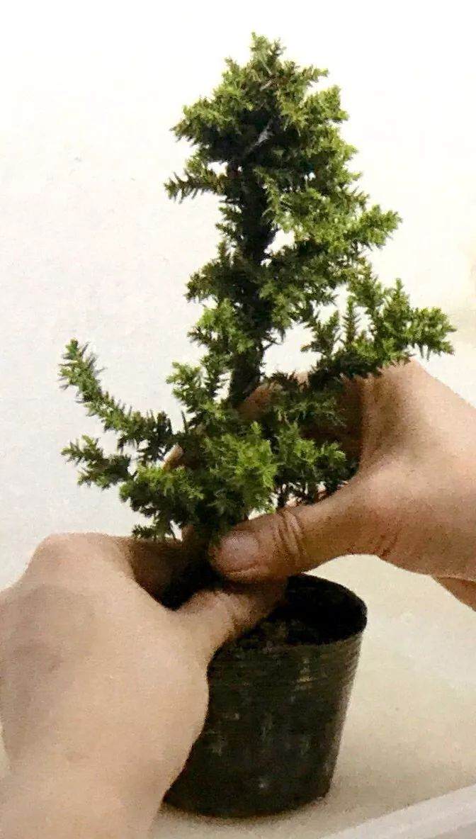 图解 制作直干型盆景的6个步骤