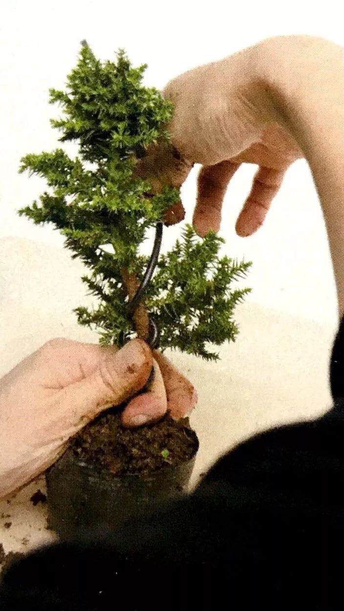 图解 制作直干型盆景的6个步骤