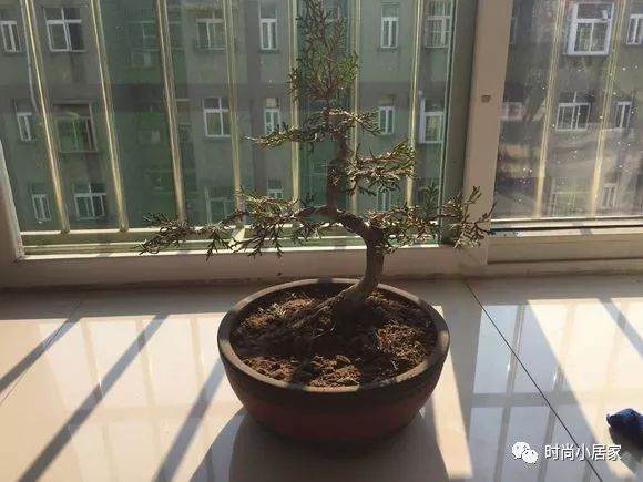 花100块买了这个侧柏盆景 大家觉得它造型如何?