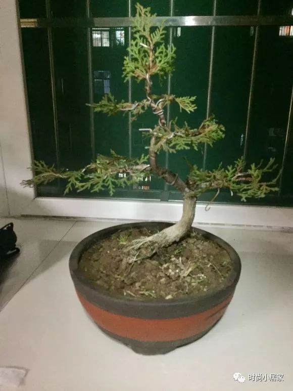 花100块买了这个侧柏盆景 大家觉得它造型如何?