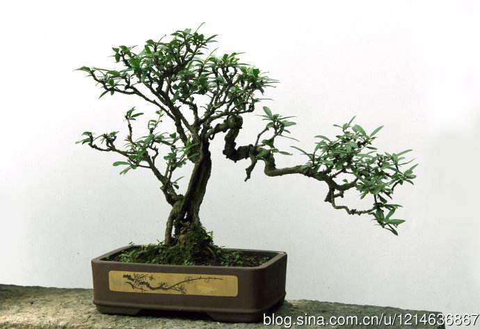 这3种树 养成室内老桩盆景 观赏价值高