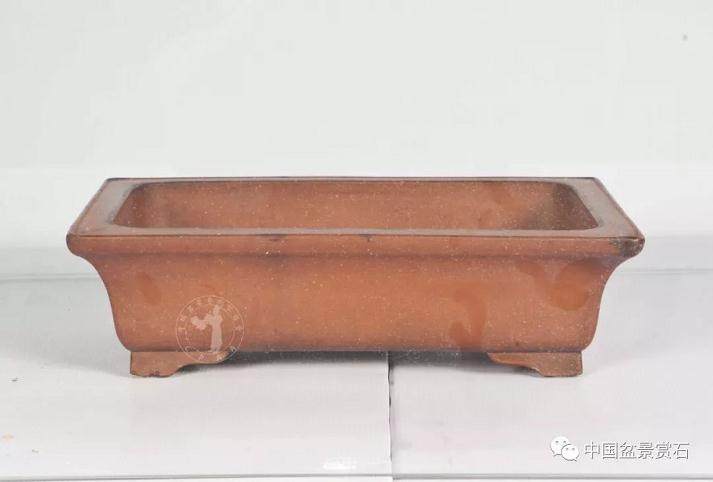 申洪良解读盆景配盆之妙处