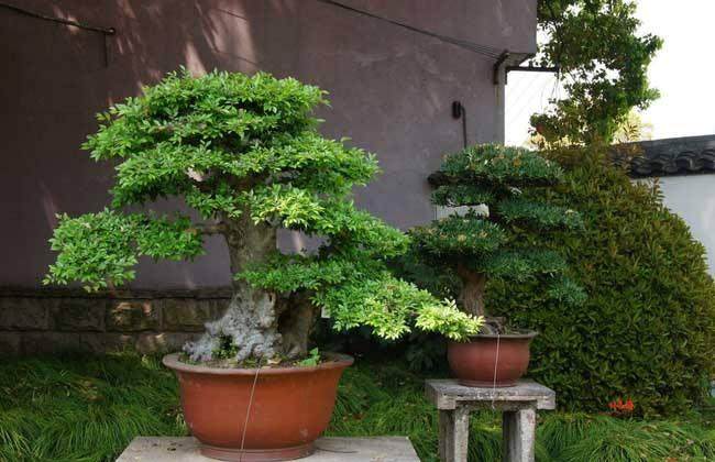 采挖野生树木桩做盆景 要注意什么?