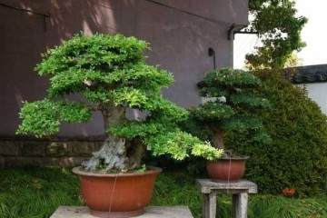 采挖野生树桩怎样做盆景老桩的方法